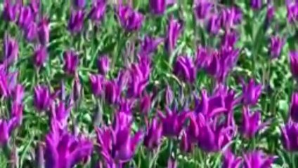 Duaa __ Dua __ Special Dua __ Ahmad Nadeem Qasmi