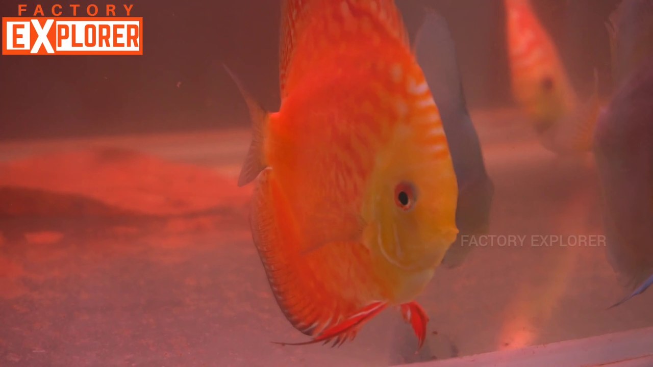 Most Beautiful Fishes in the World | Factory Explorer