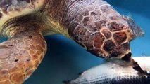 Patara Deniz Kaplumbağaları Koruma ve İzleme Programı - Şahika Ercümen, yavru caretta carettaların ilk adımlarına şahitlik etti (2) - ANTALYA