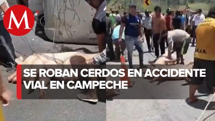 Camión que transportaba cerdos sufre rapiña en Campeche tras accidentarse