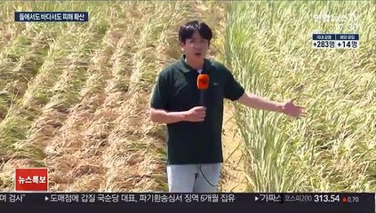'기록적 폭우 후유증' 벼 썩고, 양식장 폐사 확산