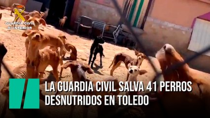 La Guardia Civil salva 41 perros desnutridos en Toledo