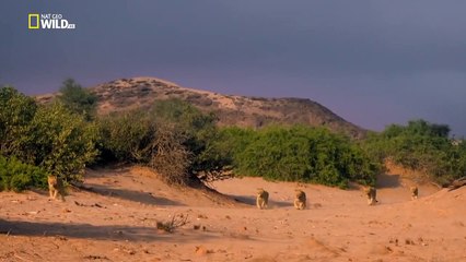 [African Lion Diary] Five Young Lions: Lion Kings of Namib Desert | Nat Geo Wild Documentary HD #DocuEngsubChannel