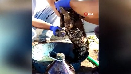 Kırklareli'nde yürek ısıtan görüntü...Ziftten kurtarıldı, adını “Şanslı” koydular