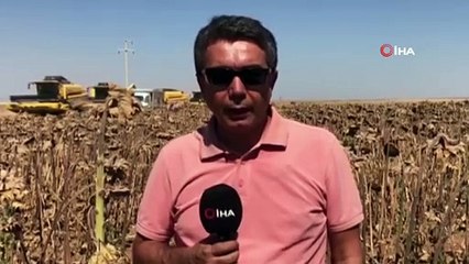 Tarımın yüz akı TİGEM’de ayçiçeği hasadı