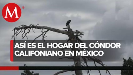 Crearán en Parque San Pedro Mártir estación científica para condor californiano
