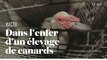 Les images cauchemardesques de L214 dans un élevage de canards de la filière foie gras