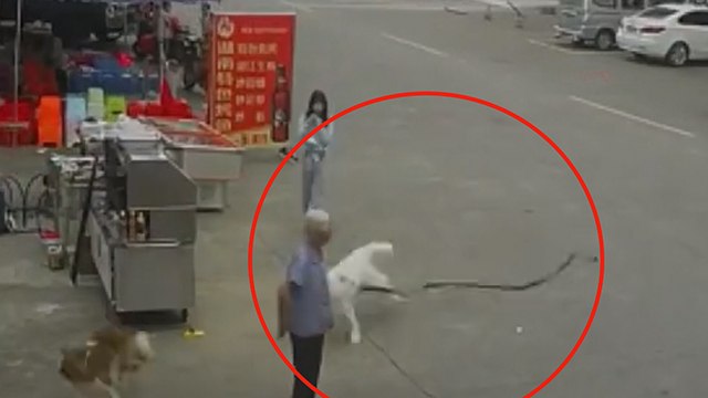 İnanılmaz olay! Köpeğin tasması yaşlı kadını öldürdü
