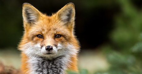 Seine-Maritime : l'association « One Voice » dépose un recours contre la décision de tuer 1 430 renards