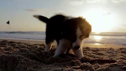 Mily the puppy plays on the beach with a strap