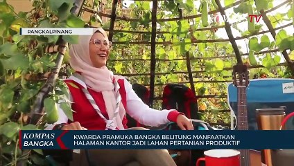 Kwarda Pramuka Bangka Belitung Manfaatan Halaman Kantor Jadi Lahan Pertanian Produktif