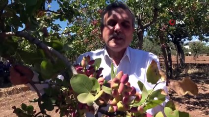 Şanlıurfa’da fıstık hasadı başladı