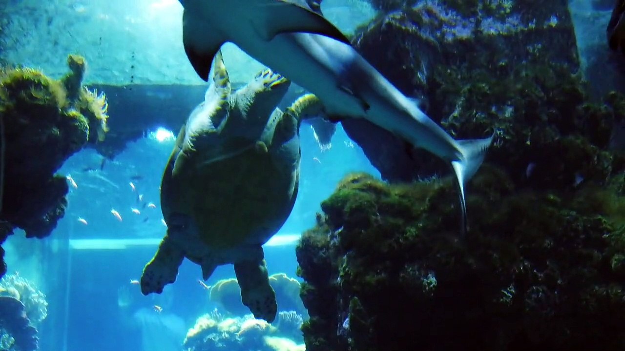 sea life, sea life center, sealife camera, sealife dc2000, sea life