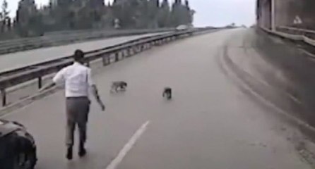 Otobüs şoförü, yavru köpekleri ezilmekten kurtardı