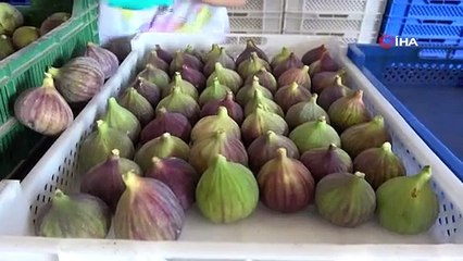 Dünyaca ünlü Kraliçe inciri yüz güldürdü