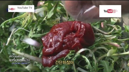 ความลับแห่งเอเชีย ชุด Korea Hunter ตอน ใช้ชีวิตในป่าไปหาเห็ด