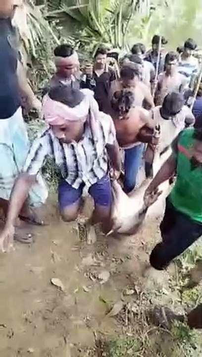 গ্রামে আচমকা বুনো শুয়োরের দাপট, ক্ষিপ্ত জনতা মারল পিটিয়ে