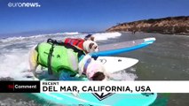 Dog surfing competition cancelled in California due to COVID-19