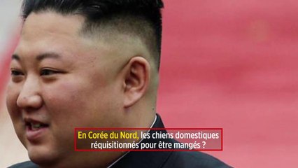 En Corée du Nord, les chiens domestiques réquisitionnés pour être mangés ?