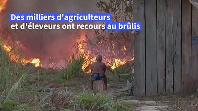 Dans la forêt amazonienne, les feux sauvages continuent malgré leur interdiction