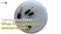 Older termites sacrifice themselves to defend colony