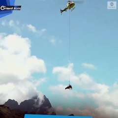 بقرة تطير بالهواء في جبال الألب!
