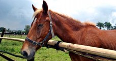 Un nouveau cheval retrouvé mort dans les Côtes-d'Armor