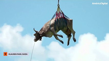 Esta vaca tuvo que ser transportada en helicóptero para la tradición del 'Bodenfahrt'