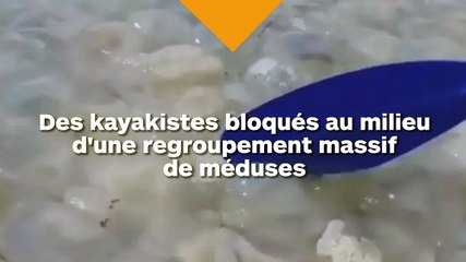 Des kayakistes bloqués au milieu d'une mer infestée de méduses