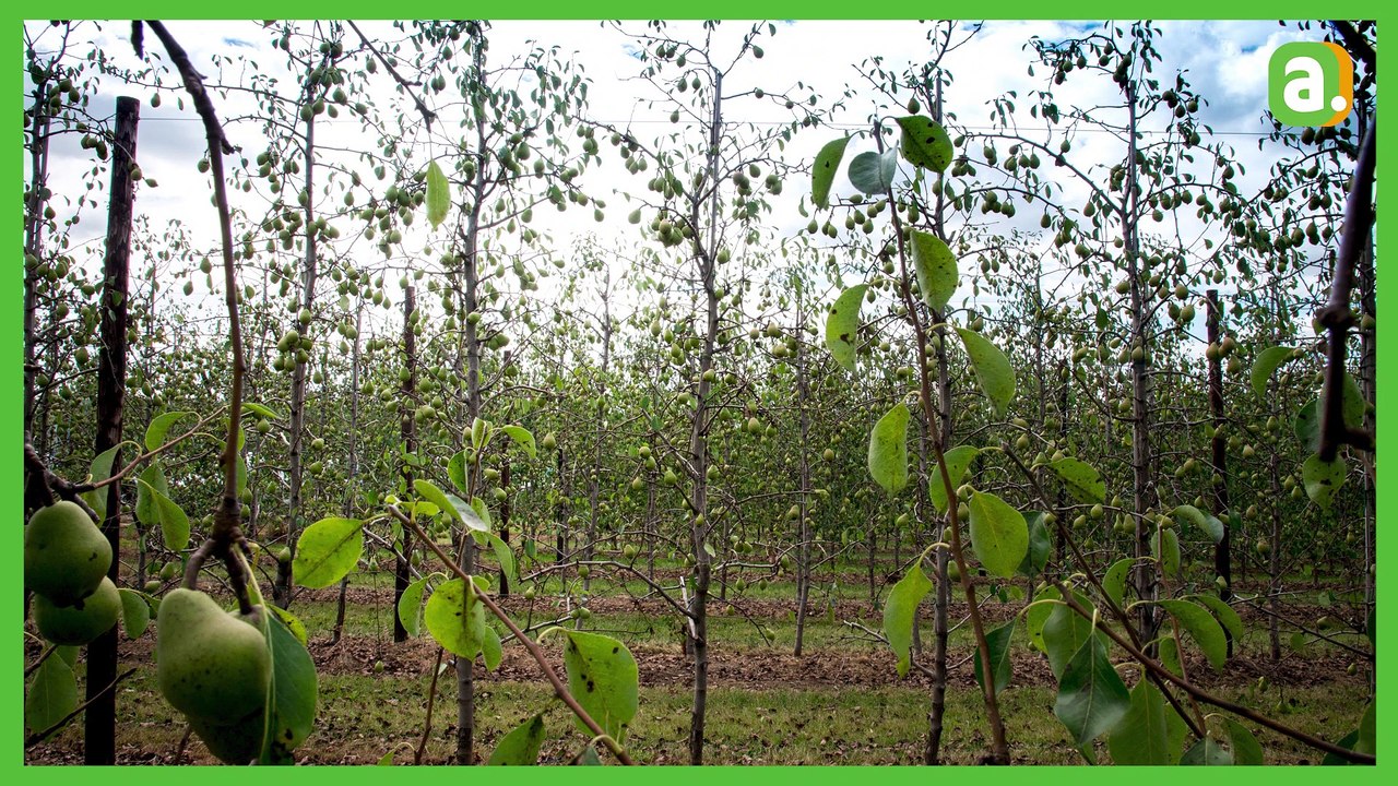 L'Avenir - Les producteurs fruitiers victimes de la sécheresse