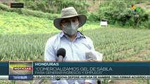 Honduras:agricultores reportan severas pérdidas a causa de la pandemia