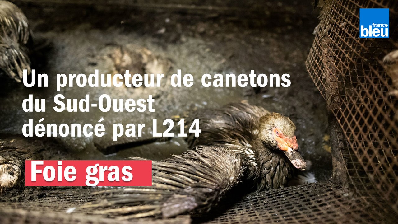 Foie gras : un producteur de canetons du Sud-Ouest dénoncé par L214
