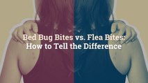 Bed Bug Bites vs. Flea Bites: How to Tell the Difference
