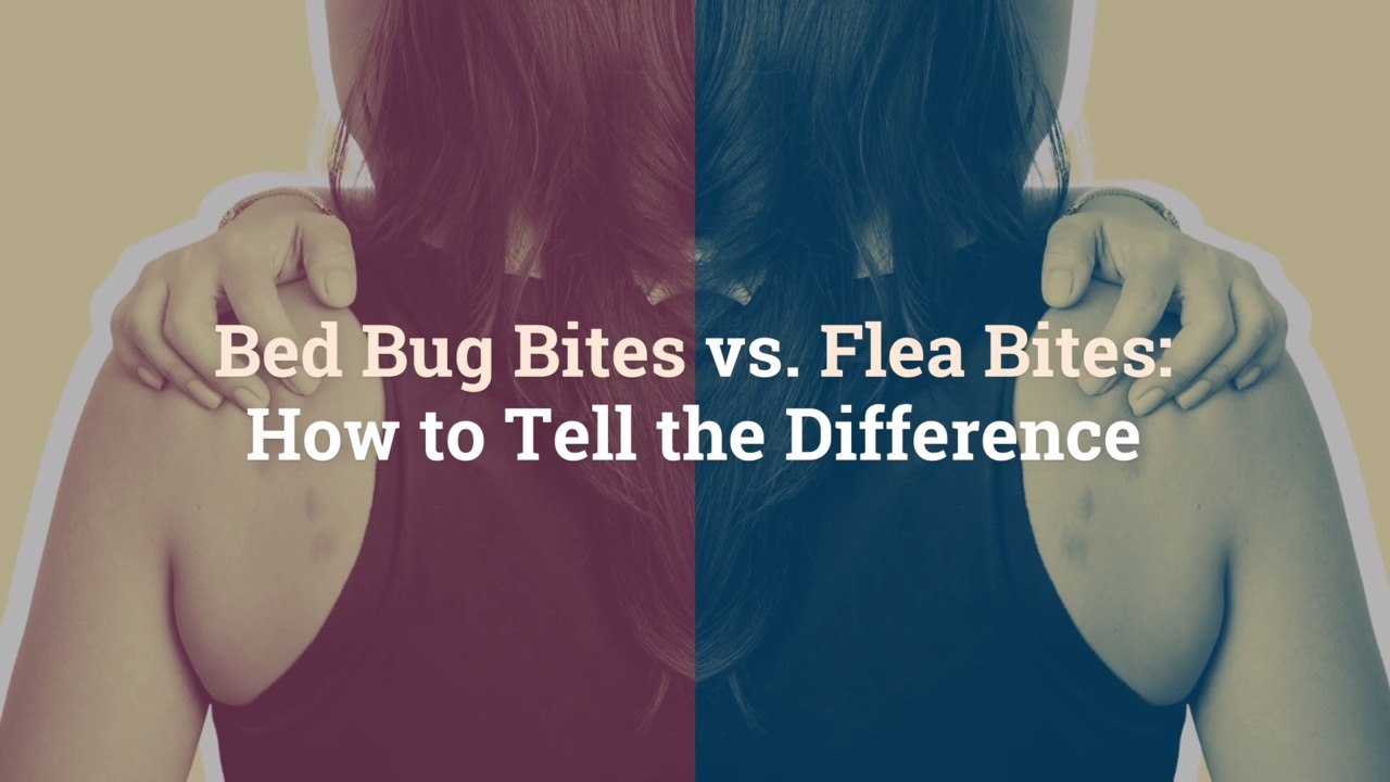 Bed Bug Bites vs. Flea Bites: How to Tell the D...
