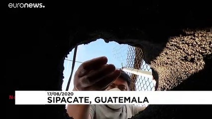 Watch: Baby sea turtles heading out for their first swim in Guatemala