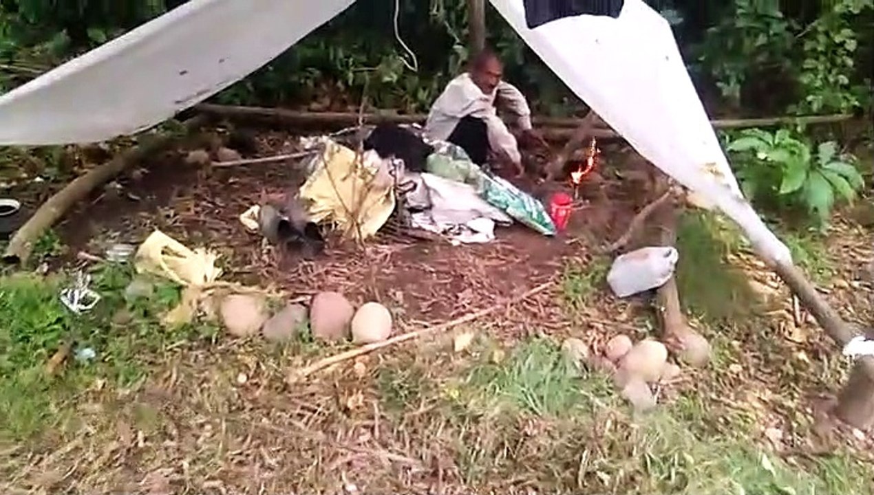 how do i make tea in the forest