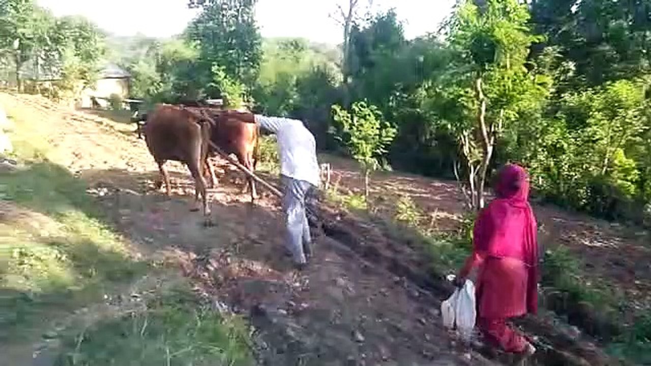 himachali farmer life /natural life /