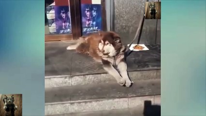 Cat Videos Funny - Cute Cat Dog Funny Compilation #04 | Animal Sounds