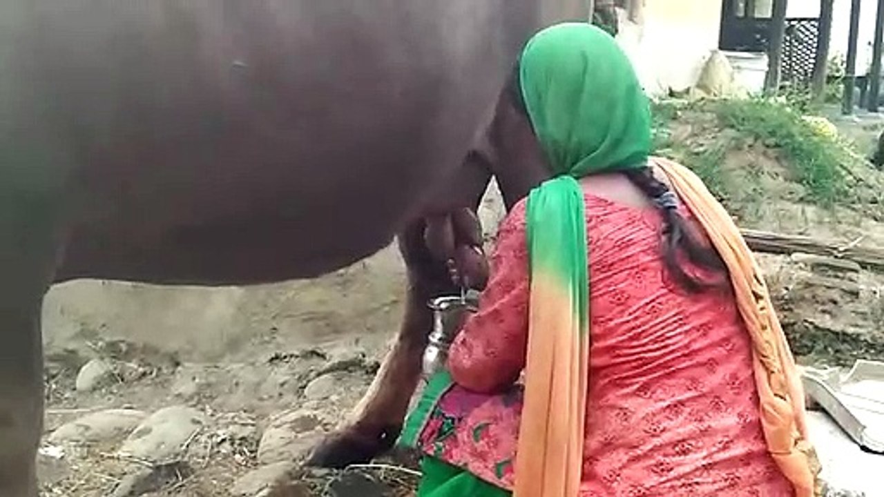 how to milk taken for buffalo