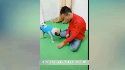 Cat Videos Funny - Cute Cat Dog Funny Compilation #02 | Animal Sounds