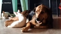 Male dog becomes surrogate mother to two orphaned stray kittens