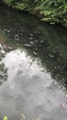 Pollution du Geer 1/3