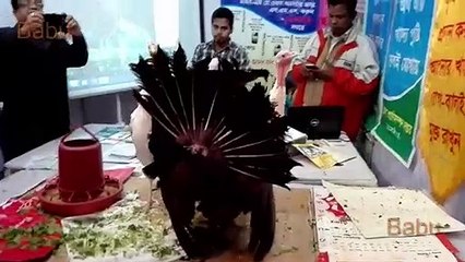 Biggest rooster in the bangaldesh - World's Biggest Hen - The Biggest Chicken i