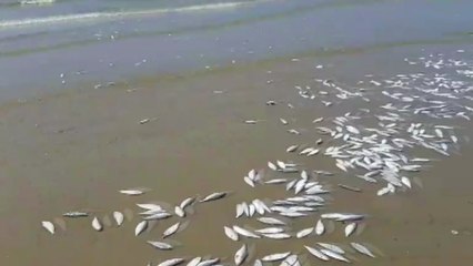 충남 태안군 안면읍 해변에 죽은 전어 밀려와...20톤 수거 / YTN
