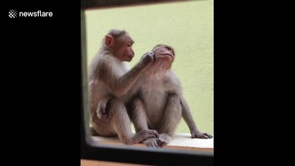 Adorable monkeys groom and cuddle in southern India