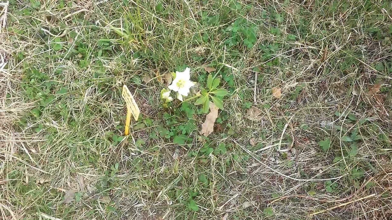 18.4.19 - Notre culture de l'ail 2018-2019