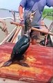 Ce pêcheur a dressé des oiseaux pour attraper les poissons à sa place