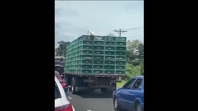 Un poulet s'échappe d'un camion mais va vite déchanter...