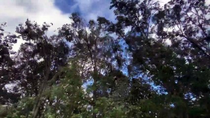 Strong Windstorm Snaps Tall Tree