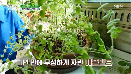 쉽게 키울 수 있는 식물